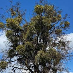 Der Baum wird von Schmarotzern belagert.