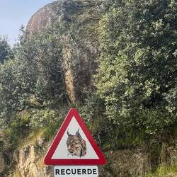 Luchse sind rar. Wehe dem, der einen überfahren sollte!