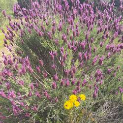 Lavendel überall! Und so stark duftend!