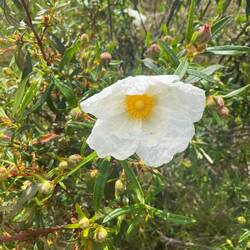 Lack-Zistrose mit klebrigen Blättern (Harz)