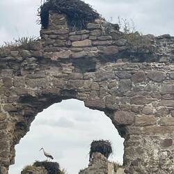 Wir sichten in dieser Ruine (Eremita de San Gregorio) unzählige Störche.