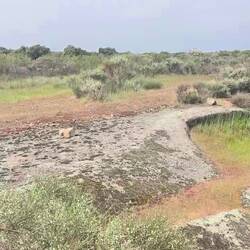Karge Landschaft, viele Vögel