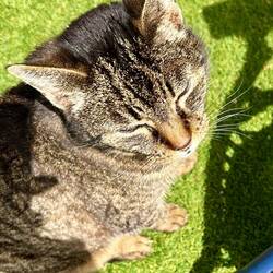 And the visiting cat