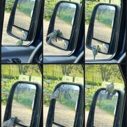 Was für eitler kleiner Piepmatz