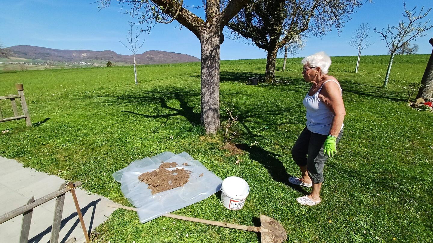 die Glyzinie vom toten Apfelbaum wir verpflanzt
