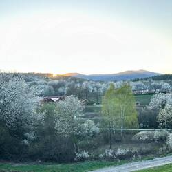 Lauter weiß blühende Bäume und Büsche ... @Bernd: mein Touchdown Versuch