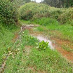 Der Baumstamm half dabei, das Wasser zu überqueren. Ohne Wanderstöcke nicht machbar