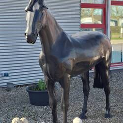 Das Pferd kreuzte meinen Weg😃