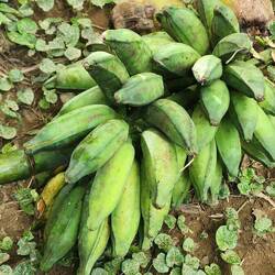 Platano (Kochbananen) Staude geht mit an Bord
