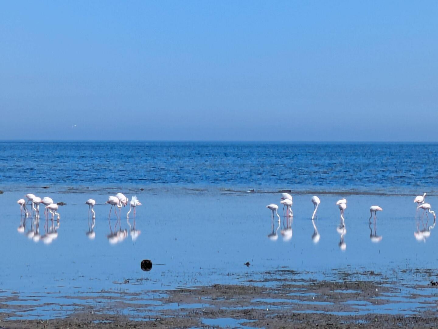 Flamingos auf der Fahrt nach Monastir