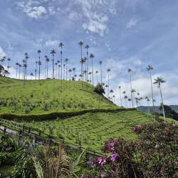 Die Giganten stehen in 2.500 m Höhe