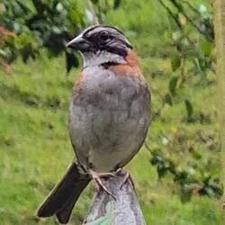 Die Morgenammer ist aber echt