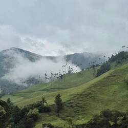 Und nochmal ein Blick auf die Palmen