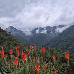 Es blüht in 2.850 m Höhe bei 20 Grad