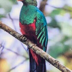 Aber so schön sieht der Nationalvogel Guatemalas auf einem Foto aus