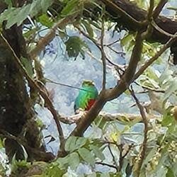 Den äußerst seltenen Quetzal sehen wir nur von Weitem