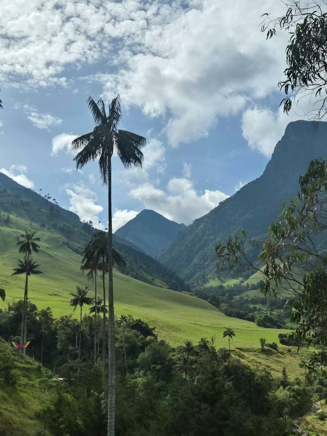 Das ,Valle de Cocora' mit riesigen Wachspalmen