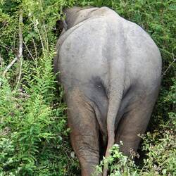 ... und das hält er von Safaris