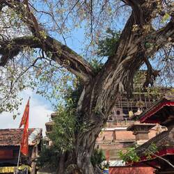 Der Baum hat das Gemauerte voll im Griff