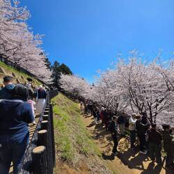 Warteschlange unter blühenden Sakurabäumen