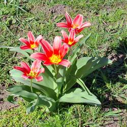 Voll erblüht - Seerosen-Tulpen?