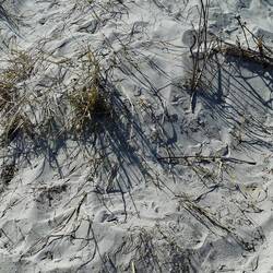 Strandgras kämpft ums Überleben