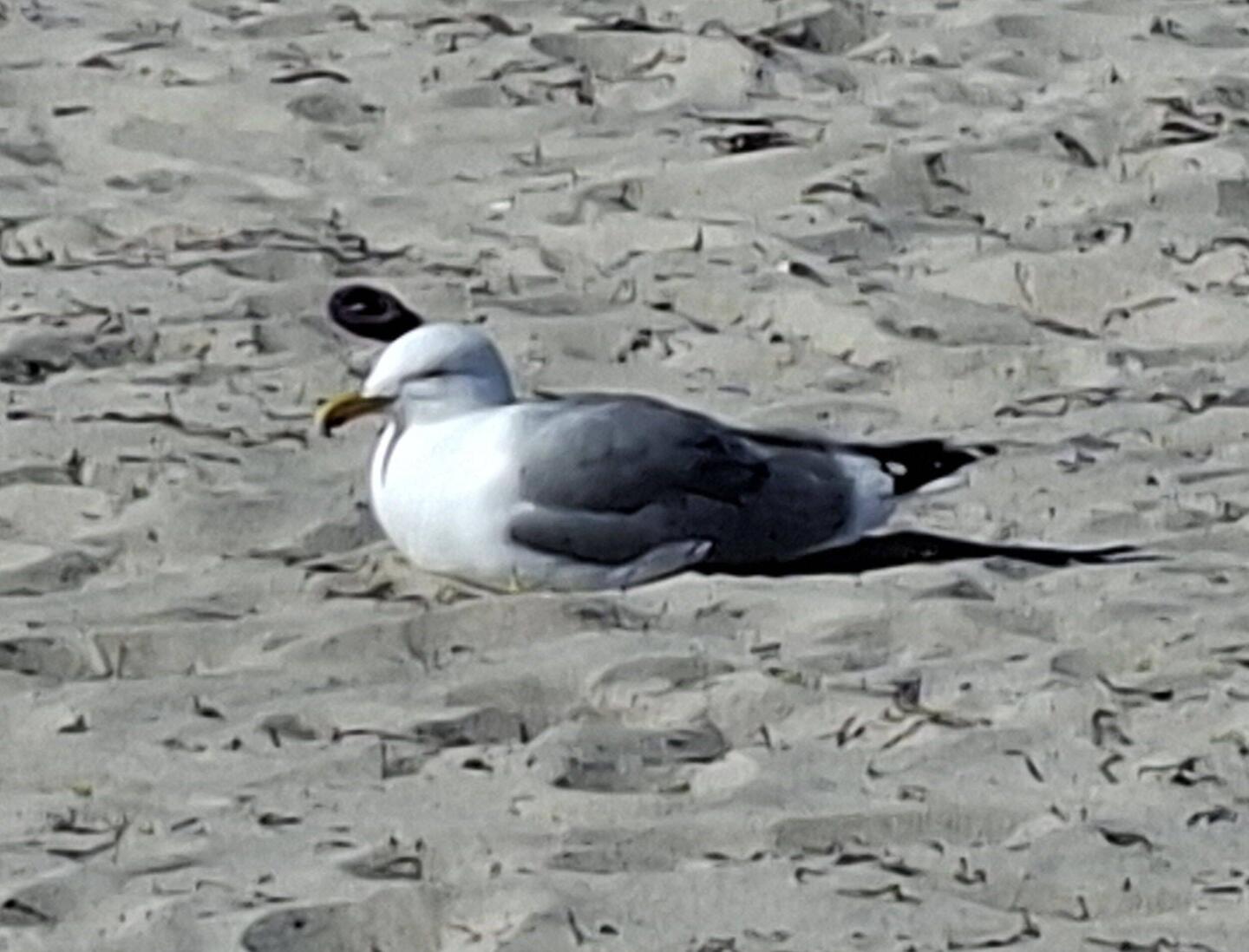 Auch Möwen mögen Sonne