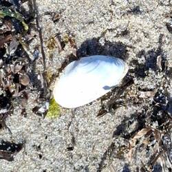 Die schönste Muschel am Strand... 😉