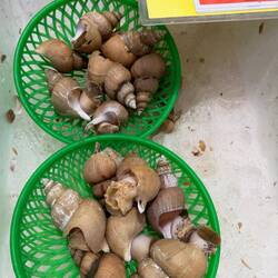 Turbanschnecken