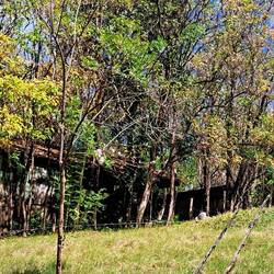 The building where cooking was done in the sugar mill days.