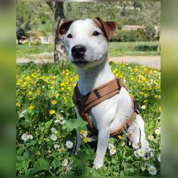 Musste für Blumenbilder noch in Pose