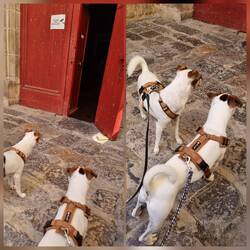 Es fehlte wieder jemand im Rudel