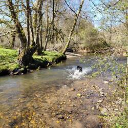 Sticks in the river, a labs favourite game