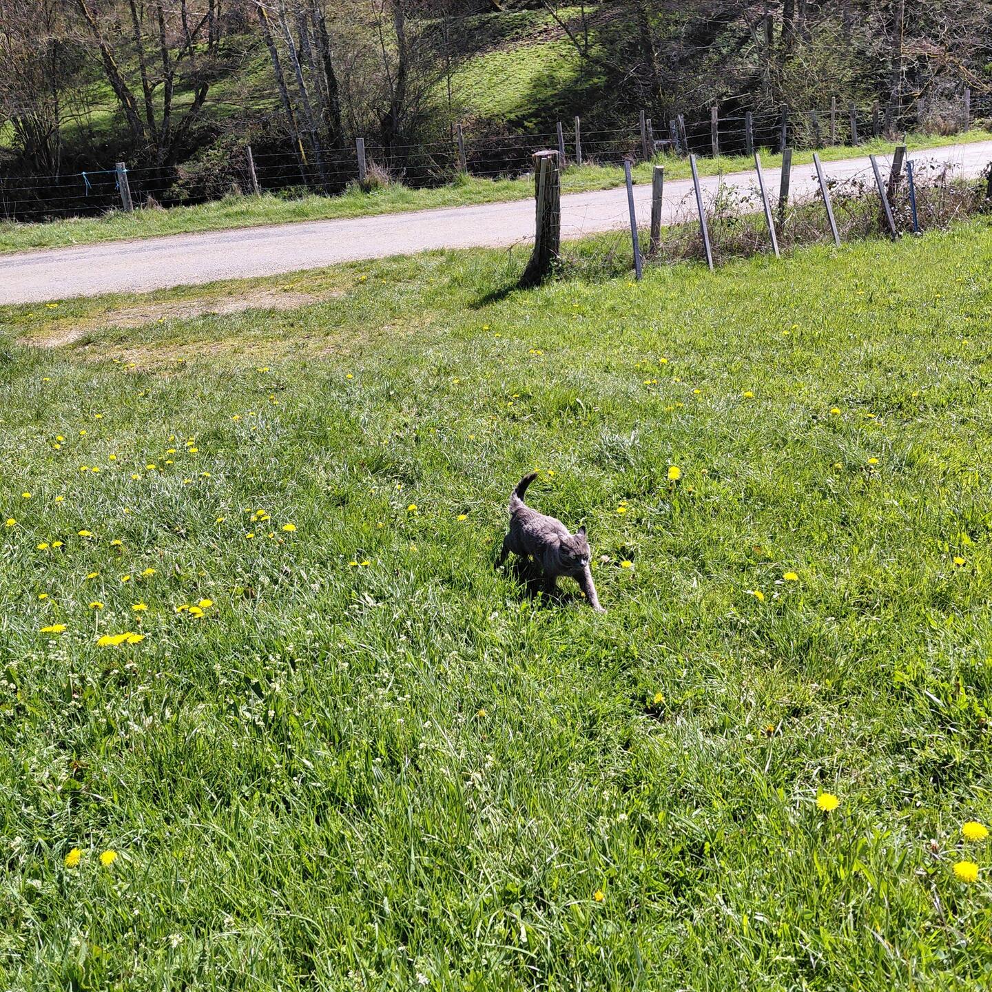 Esme the pussy cat thinks she's a dog and comes walking in the fields 😂