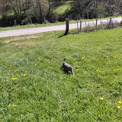 Esme the pussy cat thinks she's a dog and comes walking in the fields 😂