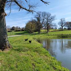 1.5 kms uphill to the lake. The two Poppy's kept each other company
