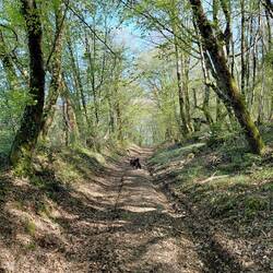 Walking through the forest with Nanny P