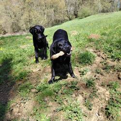 So obedient, Poppy and Tinks
