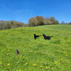 Reunited with her four legged friends