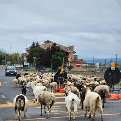 A herd of goats crossing the middle bridge, which was closed to cars