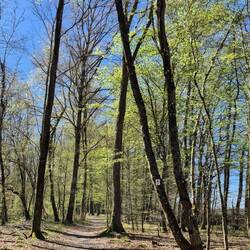 Ein Teil des Weges führt uns durch den Wald. Frühling!