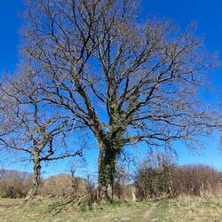Noch fast kahle Bäume vor strahlend Blauen Himmel sind perfekte Kunstwerke