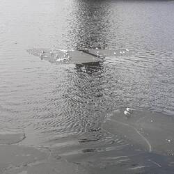 Möven lassen sich auf den Eisschollen im Kanal treiben