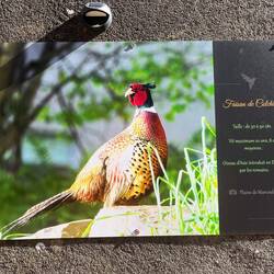 Bird posters all over the village