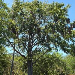Oropendola Vögel