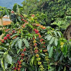 Das Pflücken ist in Kolumbien immer Handarbeit (Picking-Methode)