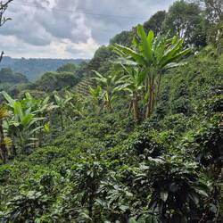 Üppiges Grün in der Plantage