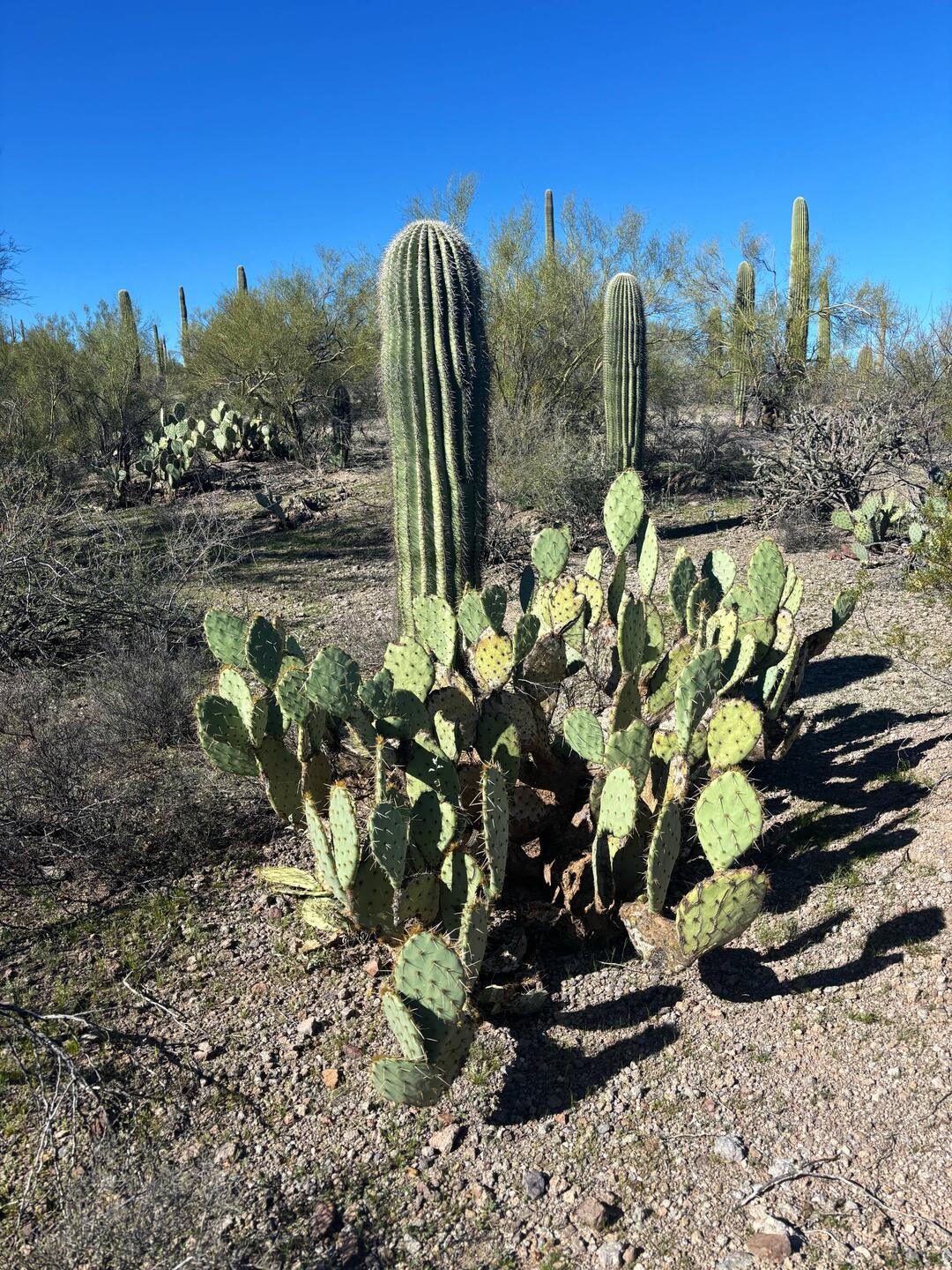 Saguaro National Park