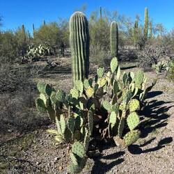 Saguaro National Park