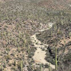 Saguaro Canyon